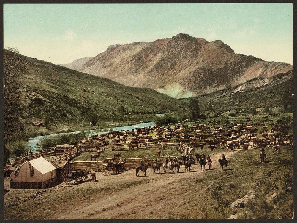 This photochrom print (a new technology in the late nineteenth century that colorized images from a black-and-white negative) depicts a cattle round up in Cimarron, a crossroads of the late-nineteenth-century cattle drives. Detroit Photographic Co., “Colorado. ‘Round up’ on the Cimarron,” c. 1898. Library of Congress, http://www.loc.gov/pictures/item/2008678198/.