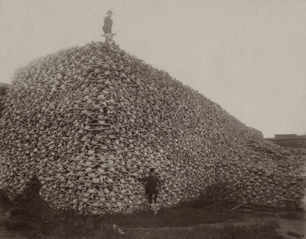 While bison supplied leather for America’s booming clothing industry, the skulls of the animals also provided a key ingredient in fertilizer. This 1870s photograph illustrates the massive number of bison killed for these and other reasons (including sport) in the second half of the nineteenth century.  Photograph of a pile of American bison skulls waiting to be ground for fertilizer, 1870s. Wikimedia, http://commons.wikimedia.org/wiki/File:Bison_skull_pile_edit.jpg.
