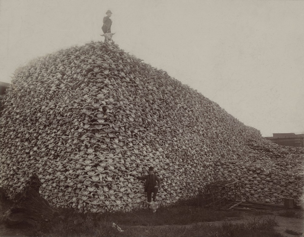 Photograph of a man standing in front of a massive pile of American bison skulls waiting to be ground for fertilizer, 1870s. Another man stands atop the pile.