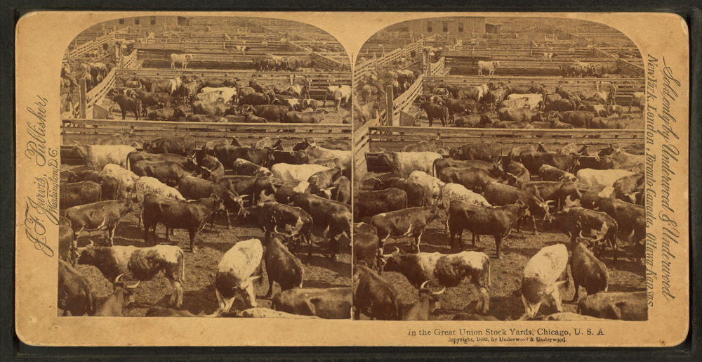 Stereoscopic view of the Great Union Stockyards in turn-of-the-century Chicago. The stockyards were the epicenter of the American meat-packing industry for much of the late nineteenth and early twentieth century. The yards were made possible through the joint purchase of over three acres of unuseable swamp land by railroad companies, who then turned it into a hugely profitable centralized meatpacking district. In the Great Union Stock Yards [stockyards], Chicago, U.S.A., c. 1890. Wikimedia, http://commons.wikimedia.org/wiki/File:In_the_Great_Union_Stock_Yards_%28stockyards%29,_Chicago,_U.S.A,_from_Robert_N._Dennis_collection_of_stereoscopic_views_3.png. 