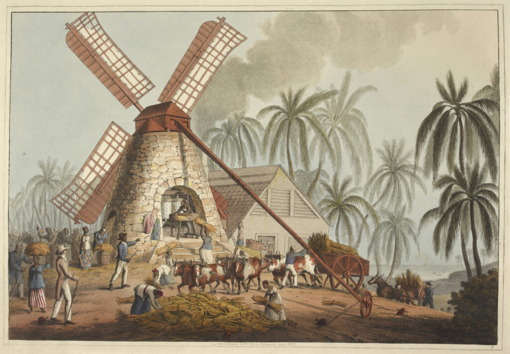 A colonial-era illustration depicting a sugar mill operation in a tropical setting with palm trees. The scene shows a stone windmill, workers, oxen pulling carts, and various figures engaged in sugar processing activities, representing Caribbean plantation agriculture. 